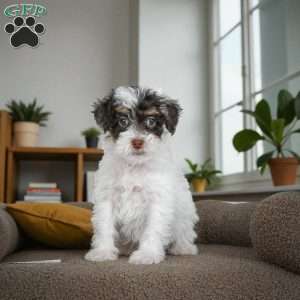 Carter, Miniature Poodle Puppy